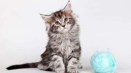 Adorable Maine Coon Kitten with Yarn Ball wallpaper