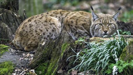 Wild Lynx Lounging in Nature's Embrace wallpaper