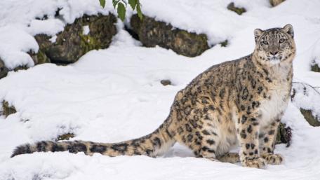 Majestic Snow Leopard in Winter Landscape wallpaper