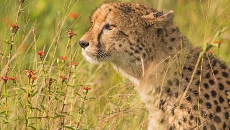 Majestic Cheetah in Blossoming Meadow wallpaper