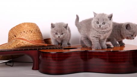 Playful Kittens with Guitar and Straw Hat wallpaper