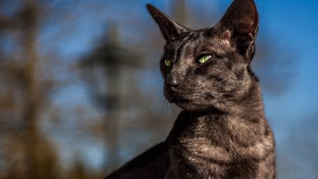 Majestic Black Cat in the Sunlight wallpaper