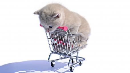 Shopping Kitten on a Mini Cart Showcasing Cuteness wallpaper