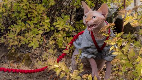 Curious Cat in Nature Adventure wallpaper