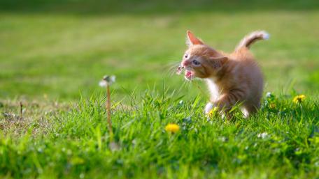 Playful Kitten Chasing Grasshopper in Sunlight wallpaper