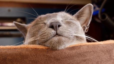 Contented Cat Relaxing on a Cozy Cushion wallpaper