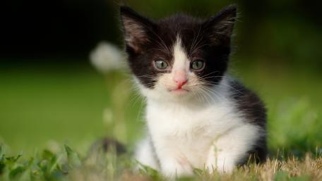 Charming Black and White Kitten Sitting in Grass wallpaper
