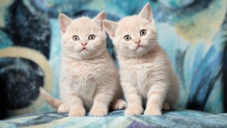 Adorable Twin Kittens Looking Curious wallpaper