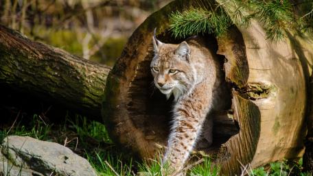 Majestic Lynx Emerging from a Log wallpaper
