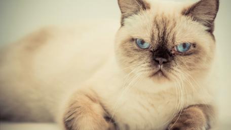 Majestic Feline Beauty in Focus wallpaper