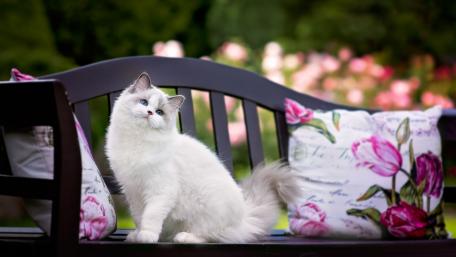 Charming Cat in a Serene Garden Setting wallpaper