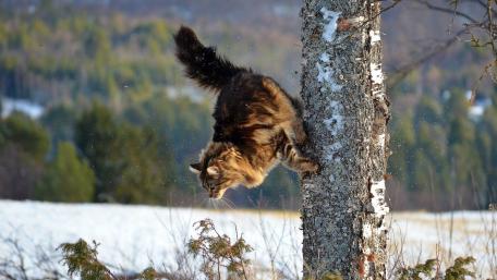 Fierce Feline Leap into Nature's Embrace wallpaper