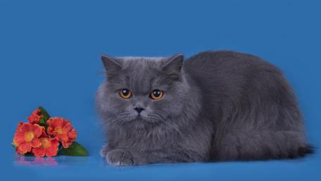 Charming Gray Cat Against Blue Background wallpaper