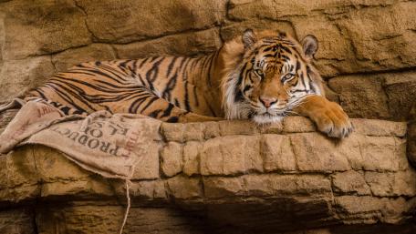 Majestic Tiger Resting on Rocky Outcrop wallpaper