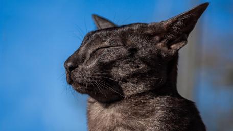 Majestic Black Cat Bathed in Sunlight wallpaper