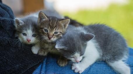 Adorable Kittens Snuggling Together in a Cozy Scene wallpaper