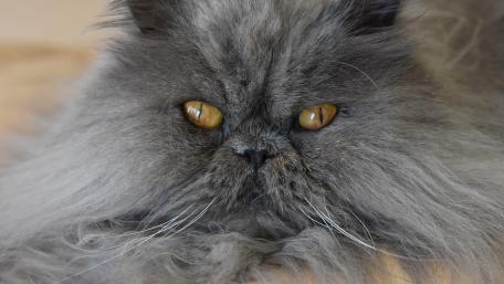 Fluffy Grey Cat with Striking Eyes wallpaper
