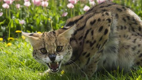 Wild Serval in Blooming Garden Scene wallpaper