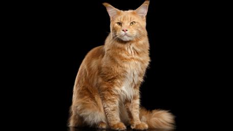 Majestic Maine Coon Cat Stunning Wallpaper wallpaper