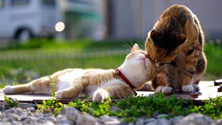 Cuddling Cats in a Serene Moment wallpaper