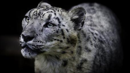 Majestic Snow Leopard in the Wild wallpaper