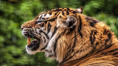 Majestic Tiger Displaying Strength and Beauty wallpaper