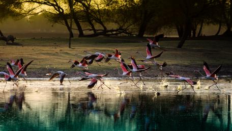 Majestic Flamingos in Flight at Sunrise wallpaper