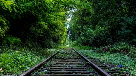 Verdant Railway Journey wallpaper