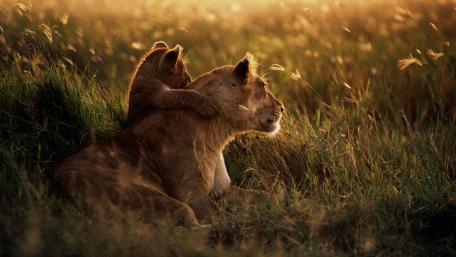 African Lion wallpaper