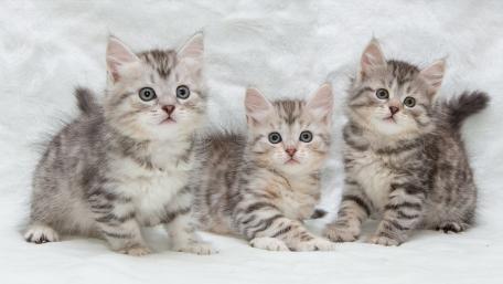 Playful Kittens in a Cozy Setting wallpaper