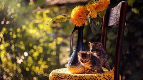 Charming Kittens Amidst Nature's Beauty wallpaper