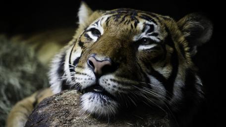 Majestic Tiger Close-Up Wallpaper wallpaper