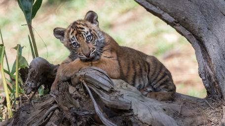 Adorable Tiger Cub Relaxing Among Nature's Beauty wallpaper