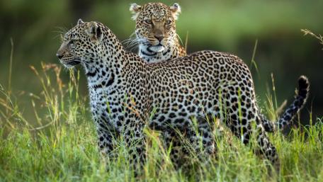 Leopards in Their Natural Habitat wallpaper