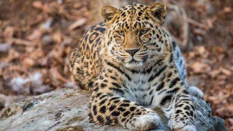 Majestic Leopard Resting in Nature wallpaper