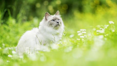 Majestic Cat Amidst a Floral Meadow wallpaper