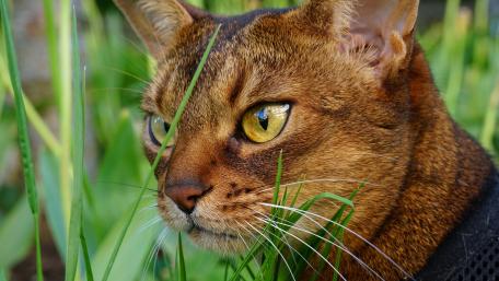Stunning Cat Among Greenery in 5K Resolution wallpaper
