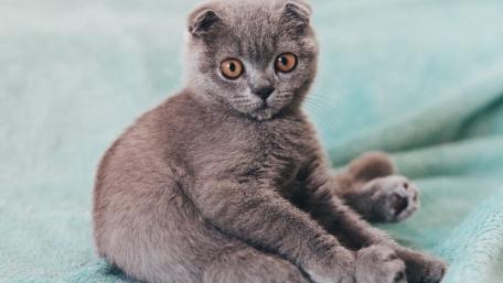 Charming Gray Kitten with Bright Eyes wallpaper