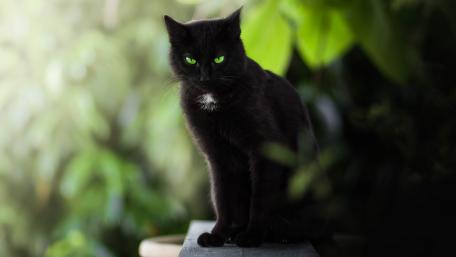 Mystical Black Cat in Lush Greenery wallpaper