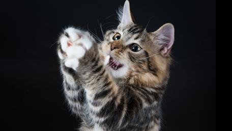 Playful Cat Captures Attention with Its Adorable Antics wallpaper