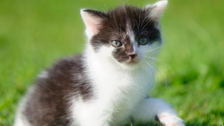 Adorable Kitten Playing on Green Grass wallpaper