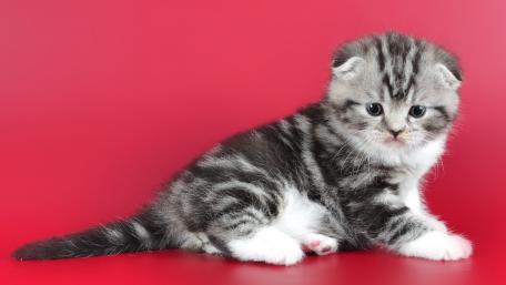 Adorable Kitten on Vibrant Red Background wallpaper
