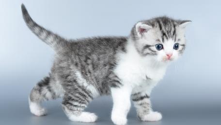 Adorable Playful Kitten on a Soft Background wallpaper