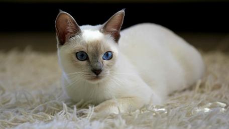 Elegant Siamese Cat with Striking Blue Eyes wallpaper