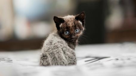 Charming Kitten with Striking Blue Eyes wallpaper