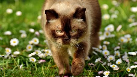 Fluffy Feline Among Blooming Daisies wallpaper