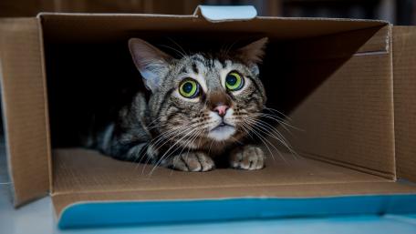 Curious Cat in a Cardboard Box wallpaper