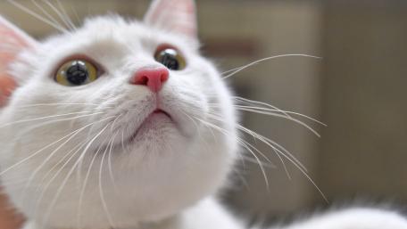 Whimsical Close-Up of a Curious White Cat wallpaper
