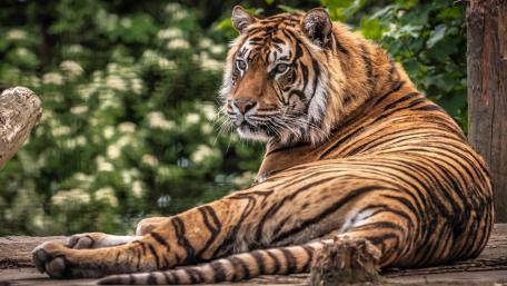 Majestic Tiger in Serene Forest Setting wallpaper