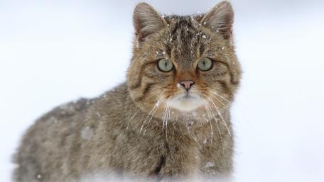 Captivating Wildcat in a Snowy Landscape wallpaper